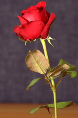 red rose isolated on dark texture background