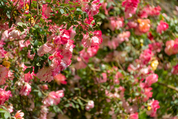 Fototapeta premium pink roses on a sunny day in the garden. Nature, summer, parks travel concept.