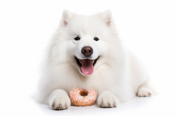 a white dog with a donut in its mouth