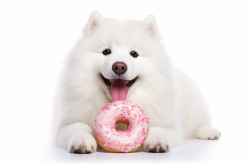 a white dog with a pink donut in its mouth