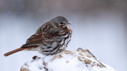 Fox Sparrow in the Snow