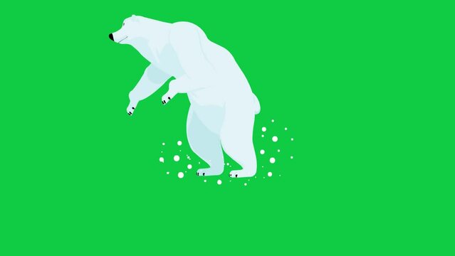 Polar Bear Run and slide on icy slope High quality 2d Animation on green Screen 