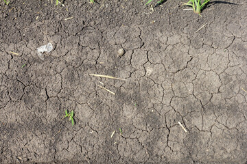 Soil in the field during the onset of drought, cracks from drying out.