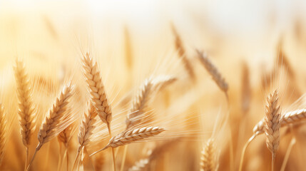 Field of wheat blurred background. Agriculture wallpaper