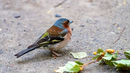 Bird chaffinch close-up