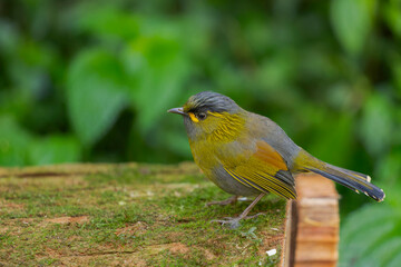 Fototapeta premium Steere's Liocichla bird endemic in Taiwan