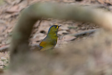 Steere's Liocichla bird endemic in Taiwan