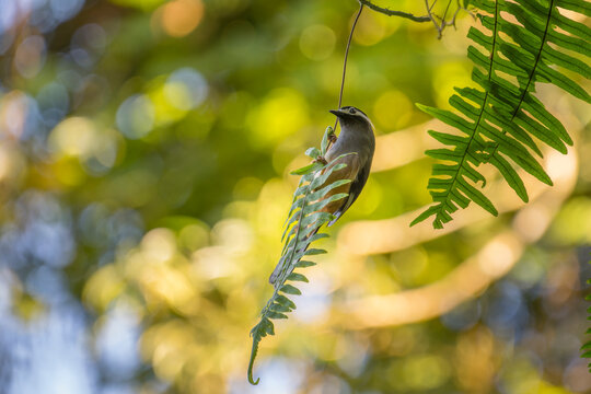 White-eared sibia endemic bird Taiwan