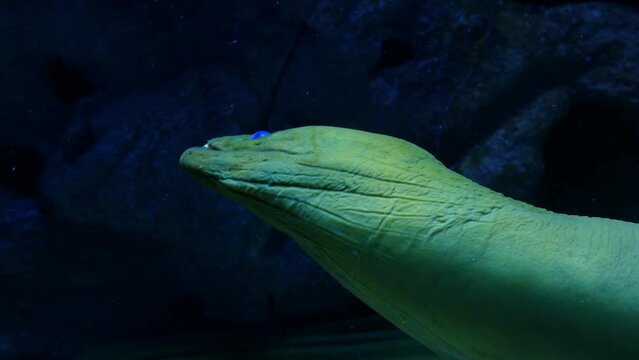 Large green moray eel with blue eyes. There is a scary dark background underwater. Green fish is a predator.
