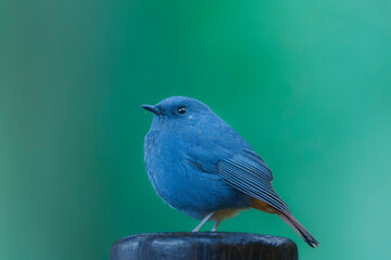 Plumbeous water redstart close-uprocks of a male and female in a forest