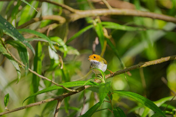 Rufous-faced Warbler perched in the forest of Taiwan
