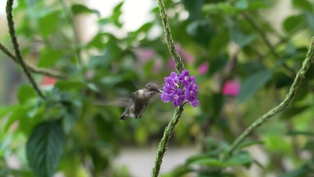 Slow Motion Shot of Small Humming Bird Feeding on Stachytarpheta Plant in Garden