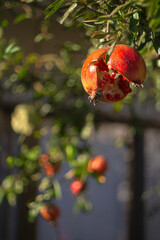 庭の柘榴20211107