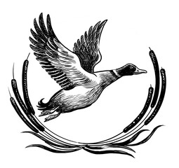 Flying mallard duck. Hand-drawn black and white illustration
