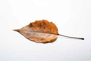 Naklejka premium a leaf that is laying on a table