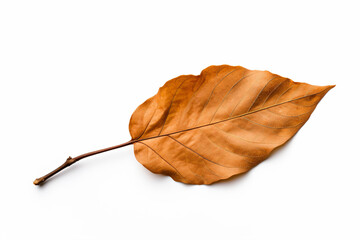 Naklejka premium a leaf on a white surface with a twig