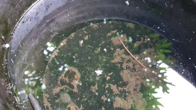 Abandoned dirty water bucket as mosquito breeeding site full of larvae, environmental issue