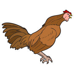 rooster vector illustration