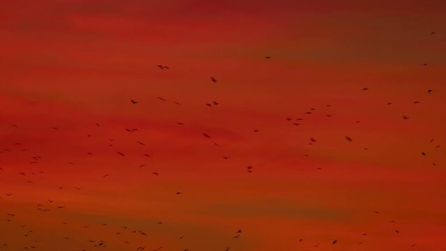Birds fly in the dark red sky. Wild birds fly at dusk. Wildlife footage 4K. Flock of birds background for wildlife film.