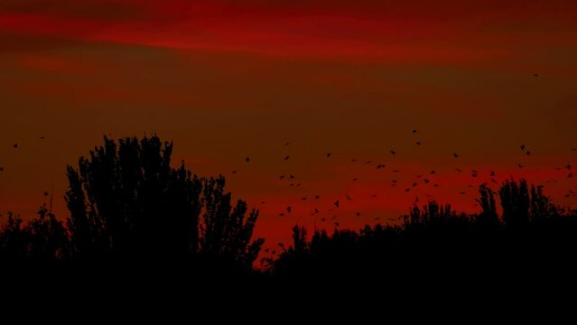 Dreaming concept. Birds fly in the dark red sky above the forest. Wild birds fly at dusk. Wildlife footage 4K. Flock of birds background for wildlife film.
