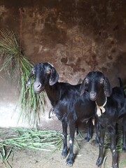 A pack of black goats standing at pen looking curiously at camera