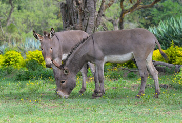 Obraz na płótnie Canvas African donkeys in their natural environment