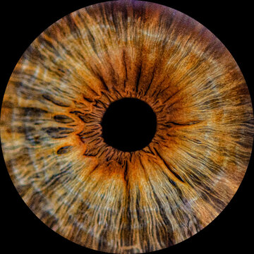Human brown iris on black background . Close up brown pupil