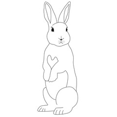 rabbit, bunny, animal