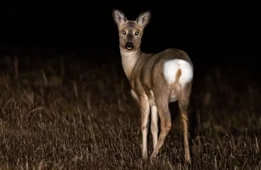  Asian roe deer in the steppe under the light of car headlights © Ivan