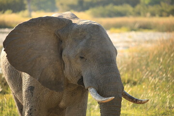 single african elephant in the bush