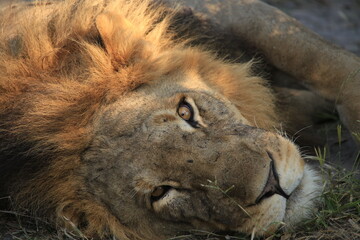 portrait image of a male lion looking directly into the camera