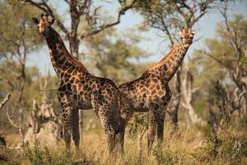 two giraffes back to back in the bush, looking direct to the camera