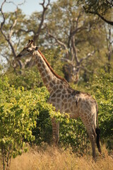 single giraffe in the bush
