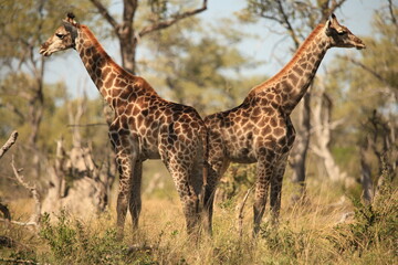 Obraz premium two giraffes back to back in the bush