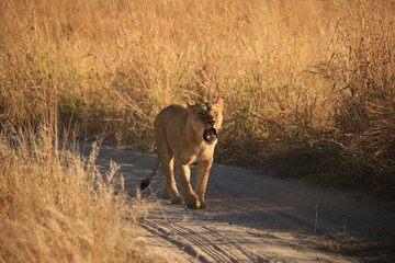 roaring lioness on a bush road in Botswana