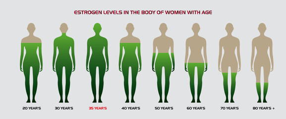 estrogen hormone level, High ,low, Female, Women menopause chart, woman body, silhouette and age data, medical, educational, and scientific concepts, Menstruation,occupancy rate Illustration, Vector,  - obrazy, fototapety, plakaty