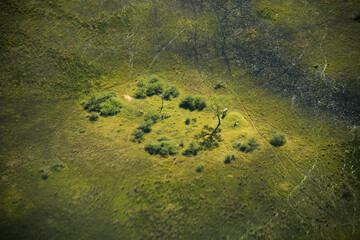 aerial view of a single elephant on a green island in flooded okavango delta, Botswana