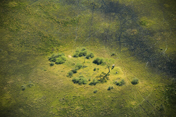 aerial view of a single elephant on a green island in flooded okavango delta, Botswana