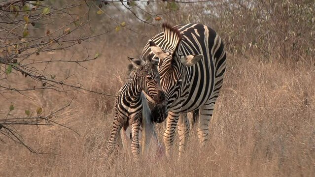The zebra mare licks the placenta for extra nutrition shortly after the birth of her foal.
