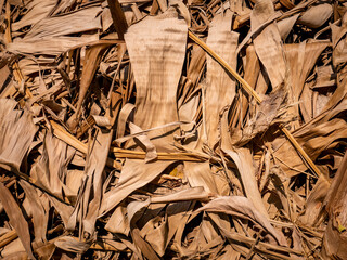 Several piles of dried banana leaves in residents' yards.