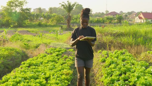precision farming agritech female black woman farmer controlling the crop of land plantation in africa using a modern tablet connected to 5g internet 