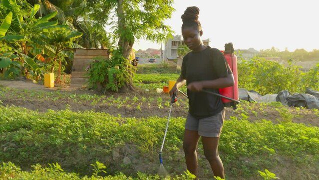 black female farmer Spray Fumigation for Weed Control Toxic Pesticides and Insecticides on Plantations. Industrial Chemical Agriculture 