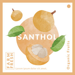 Santol Fruit packaging design templates, watercolour style vector illustration.
