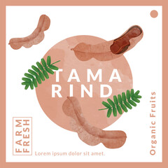 Tamarind packaging design templates, watercolour style vector illustration.