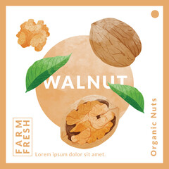 Longan Fruit packaging design templates, watercolour style vector illustration.