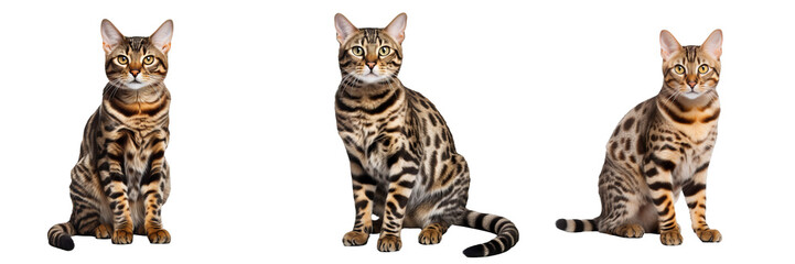 Majestic Bengal Cat Silhouette on Transparent Background