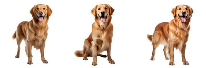 Charming Golden Retriever Isolated on Transparent Background