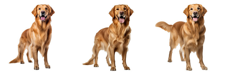 Graceful Golden Retriever: Majestic Canine on Transparent Background