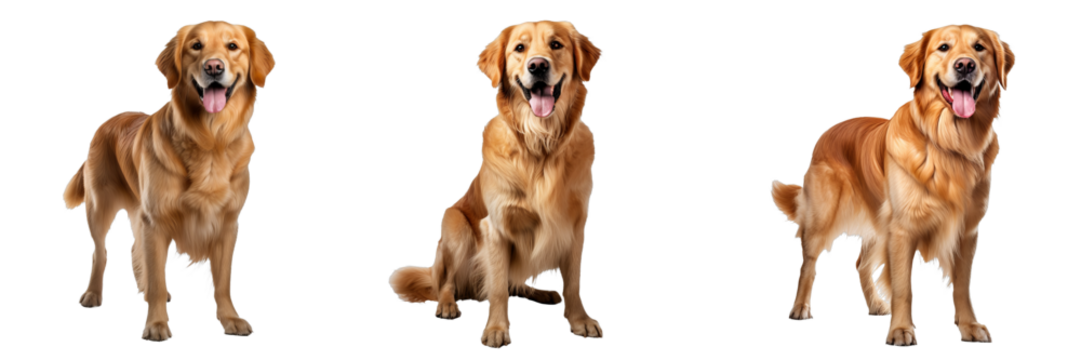 Charming Golden Retriever Isolated on Transparent Background