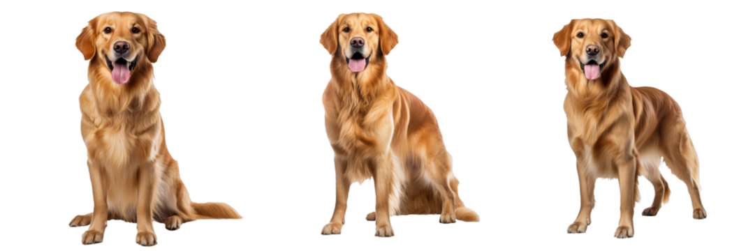 Graceful Golden Retriever on Transparent Background: Full Body Shot